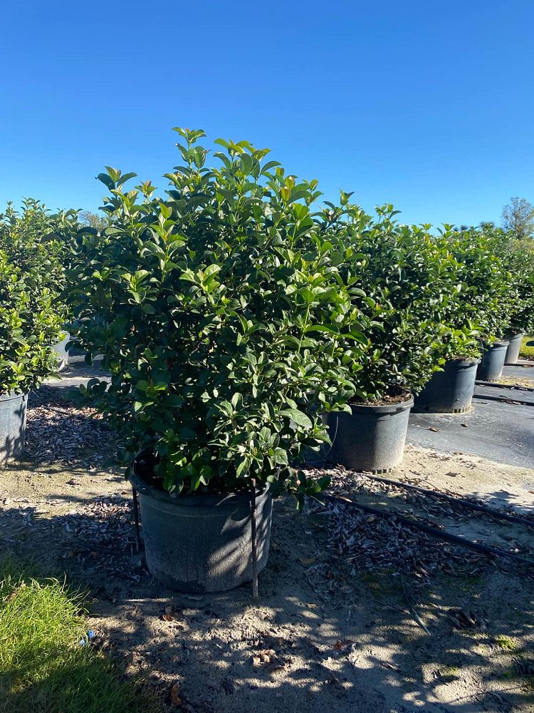 viburnum-odoratissimum-sweet-viburnum