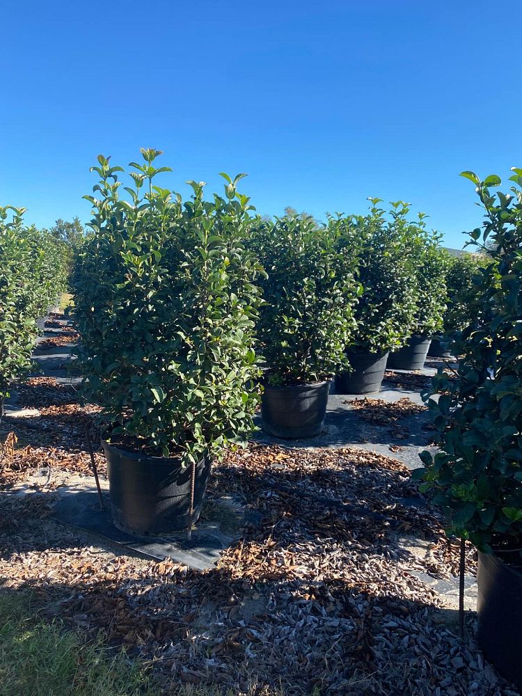 viburnum-odoratissimum-sweet-viburnum