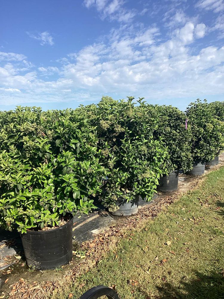 viburnum-odoratissimum-sweet-viburnum