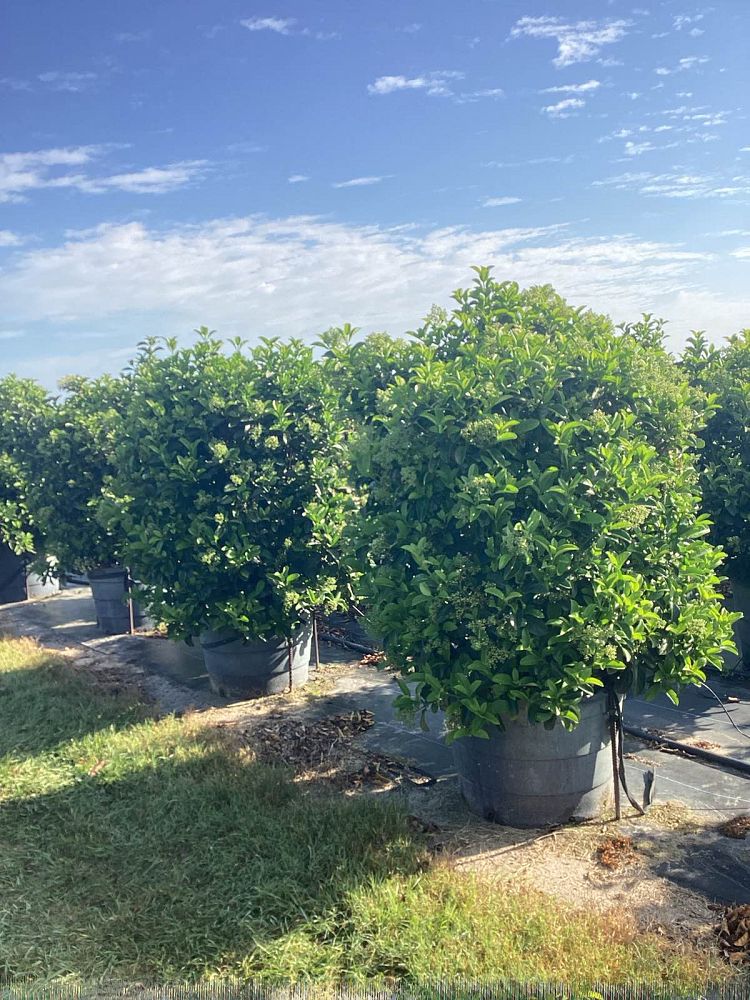 viburnum-odoratissimum-sweet-viburnum
