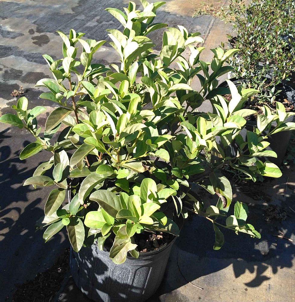 viburnum-odoratissimum-sweet-viburnum