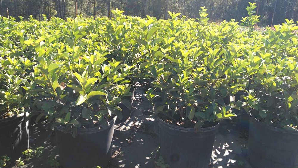 viburnum-odoratissimum-sweet-viburnum