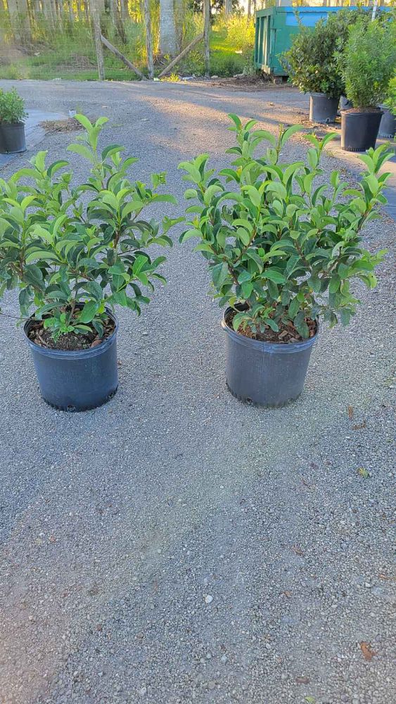 viburnum-odoratissimum-sweet-viburnum