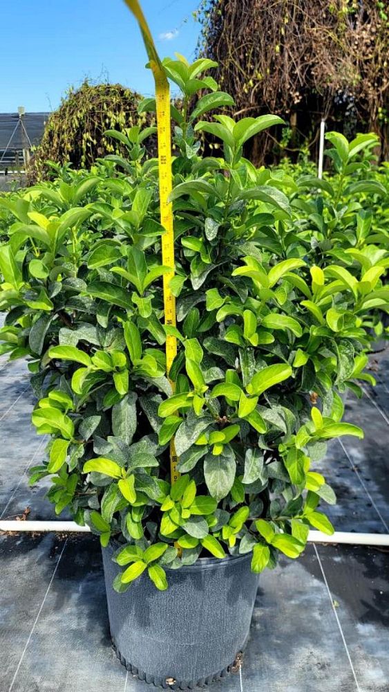 viburnum-odoratissimum-sweet-viburnum