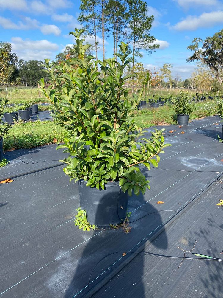 viburnum-odoratissimum-sweet-viburnum
