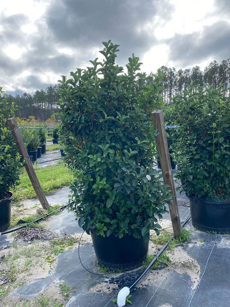 viburnum-odoratissimum-sweet-viburnum