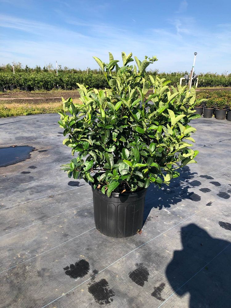 viburnum-odoratissimum-sweet-viburnum