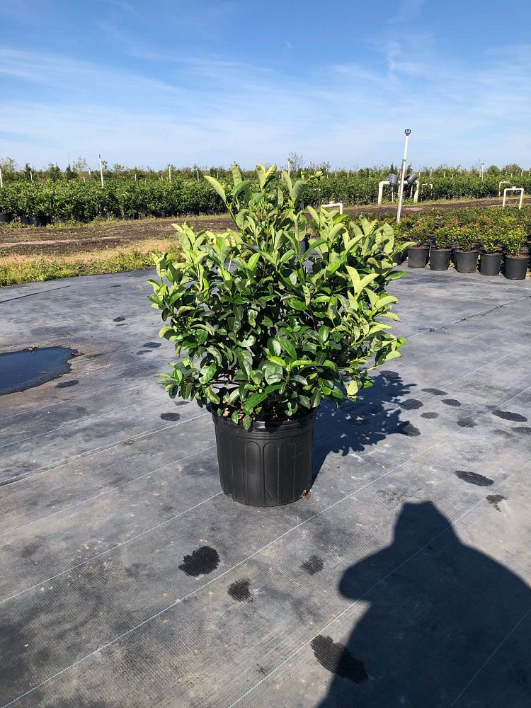 viburnum-odoratissimum-sweet-viburnum
