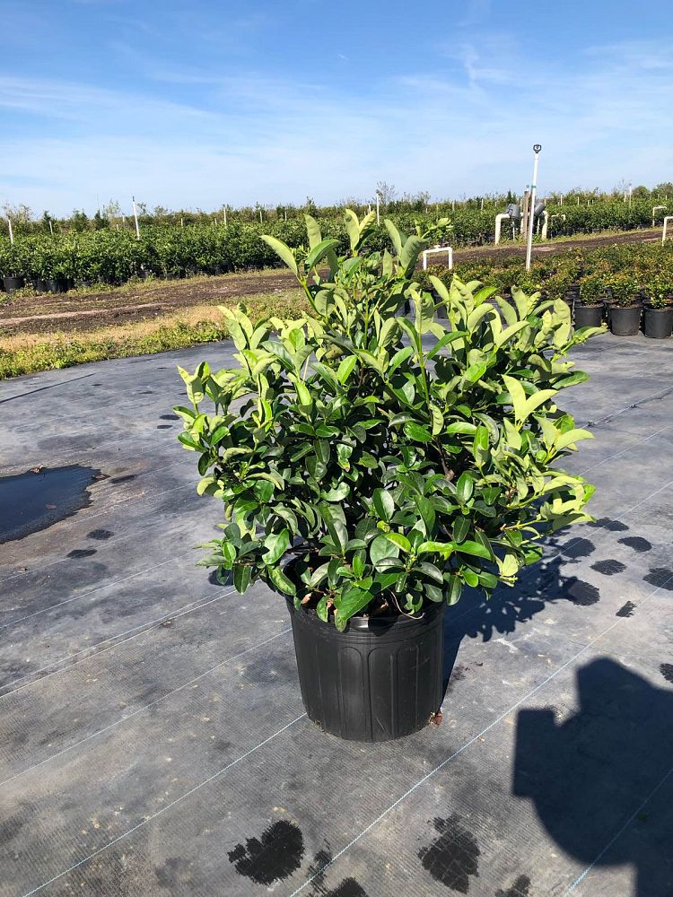 viburnum-odoratissimum-sweet-viburnum