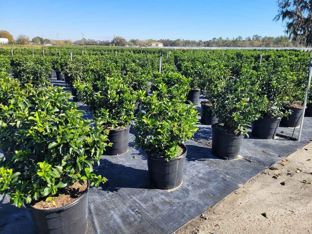 viburnum-odoratissimum-sweet-viburnum