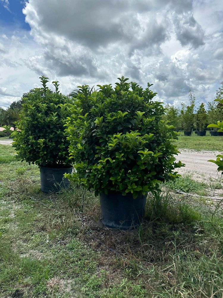 viburnum-odoratissimum-sweet-viburnum