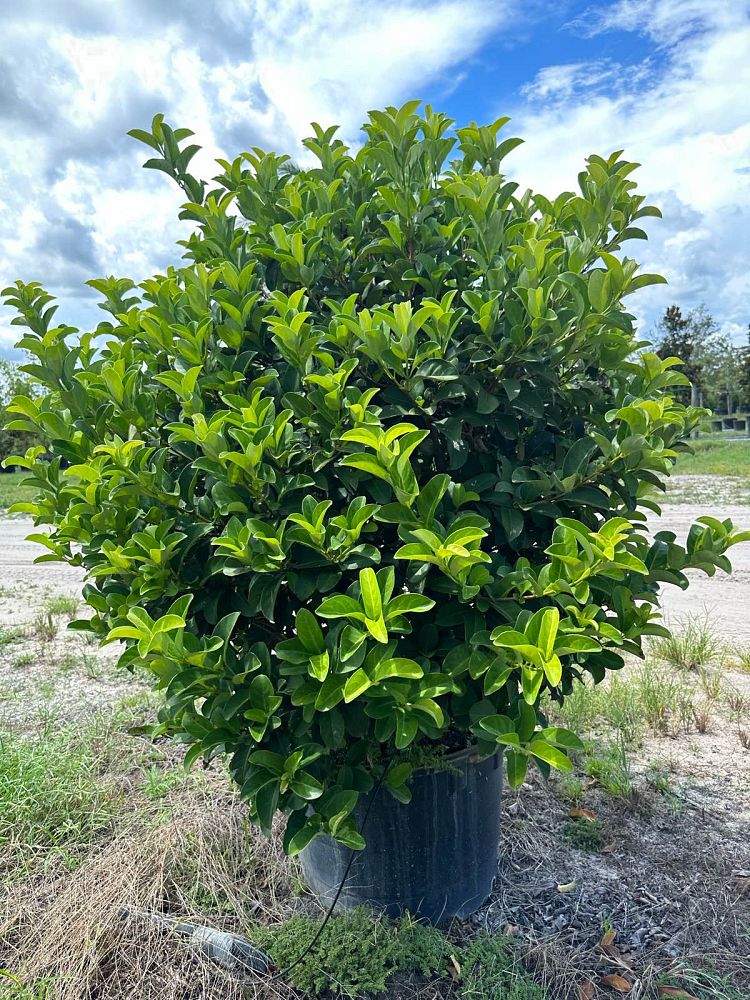 viburnum-odoratissimum-sweet-viburnum