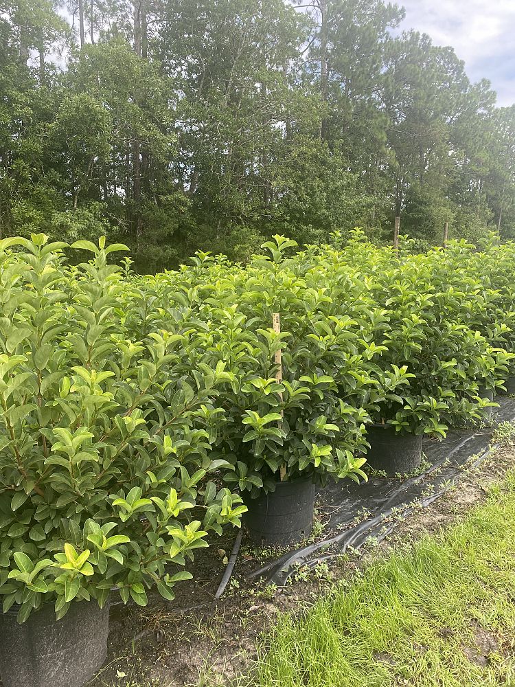 viburnum-odoratissimum-sweet-viburnum