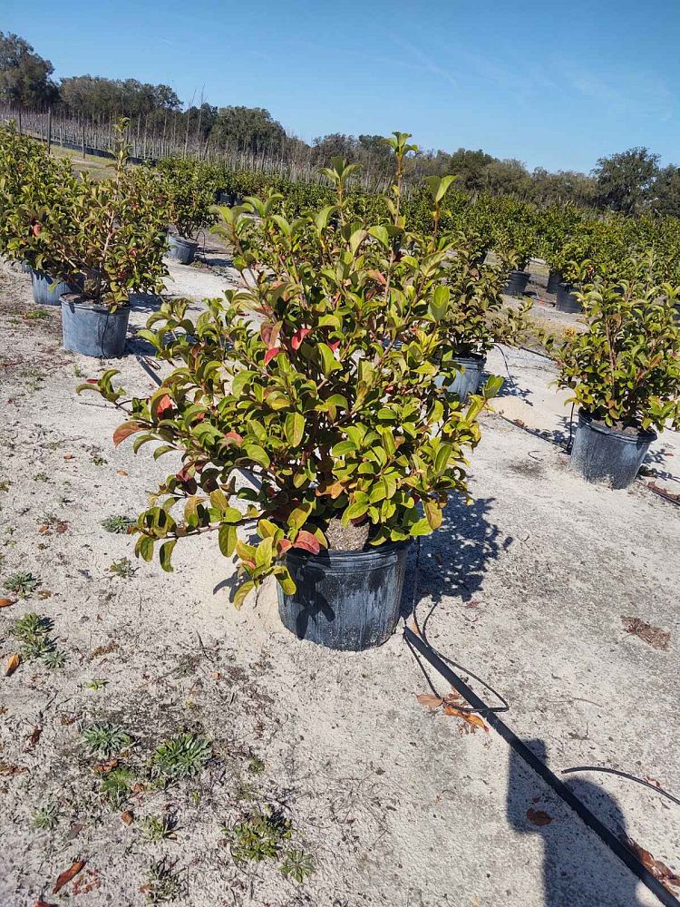 viburnum-odoratissimum-sweet-viburnum