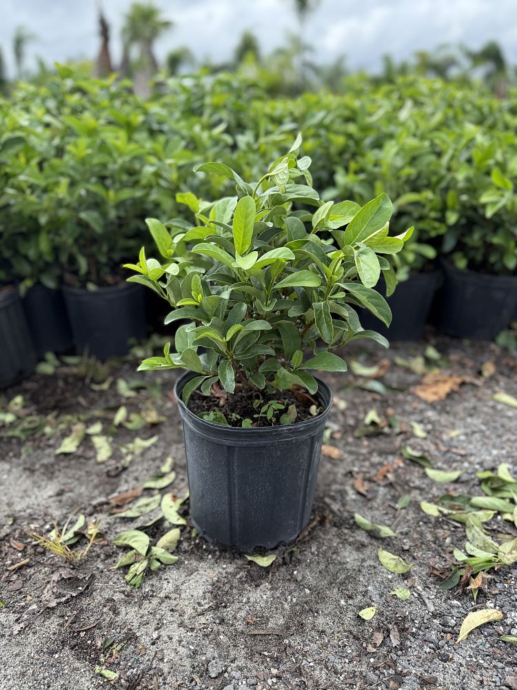 viburnum-odoratissimum-sweet-viburnum