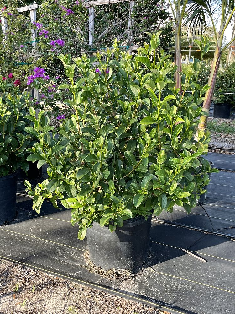 viburnum-odoratissimum-sweet-viburnum