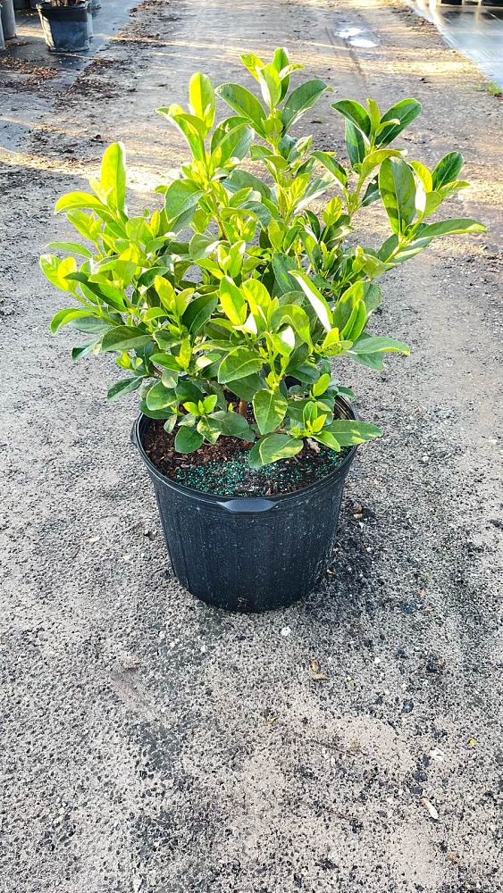 viburnum-odoratissimum-sweet-viburnum