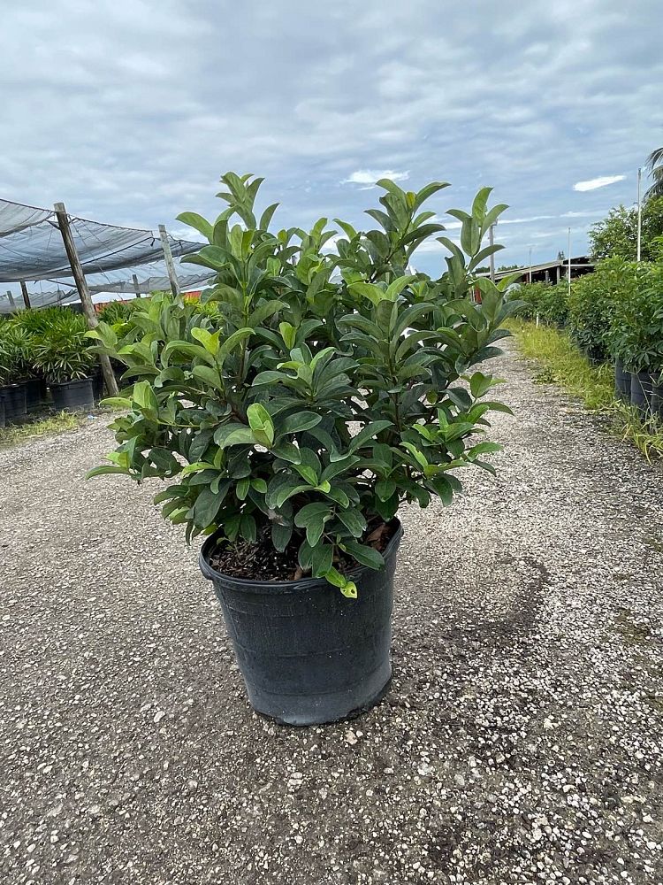 viburnum-odoratissimum-sweet-viburnum