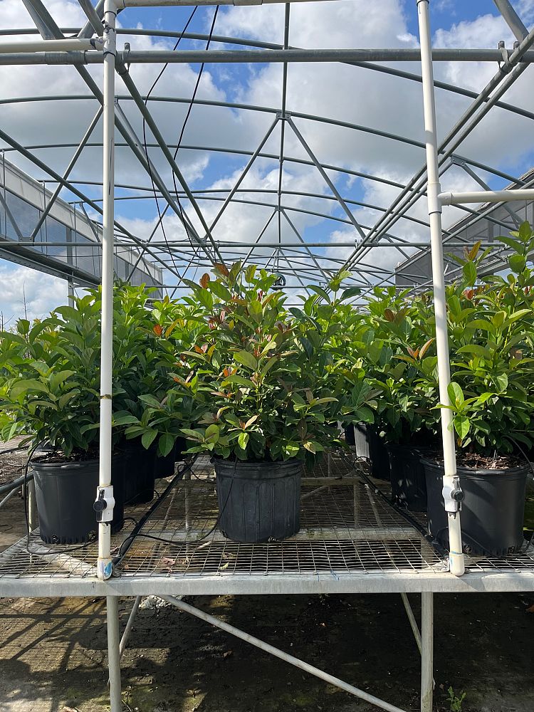 viburnum-odoratissimum-sweet-viburnum