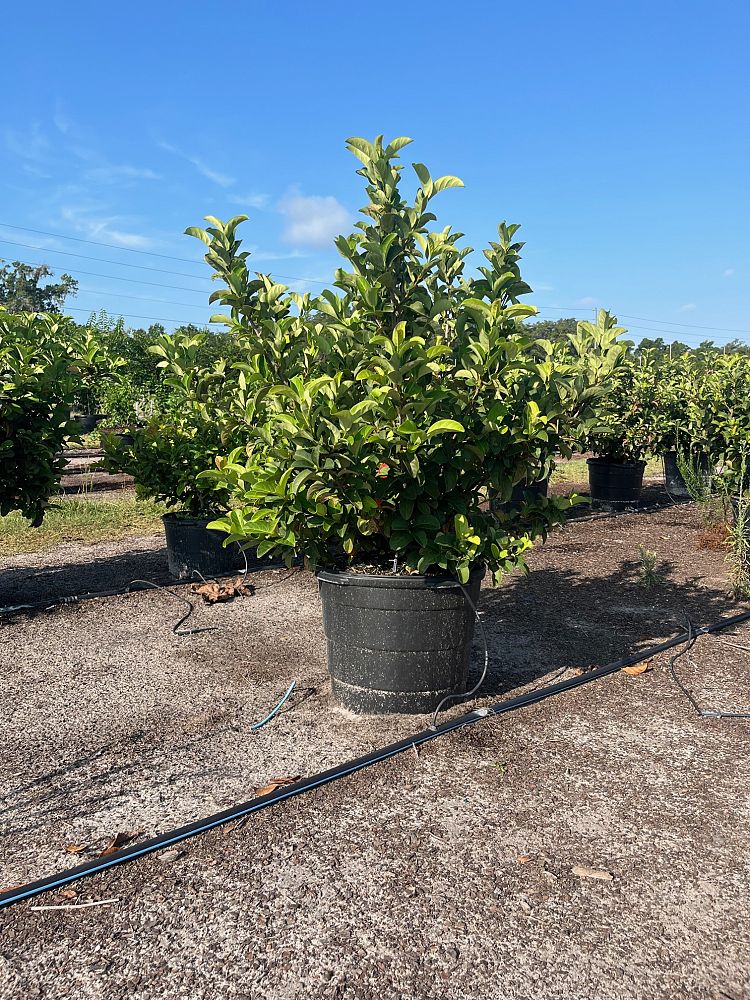 viburnum-odoratissimum-sweet-viburnum