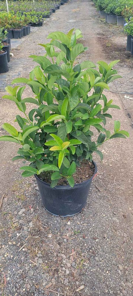 viburnum-odoratissimum-sweet-viburnum