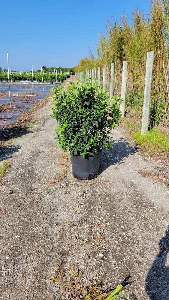 viburnum-odoratissimum-sweet-viburnum