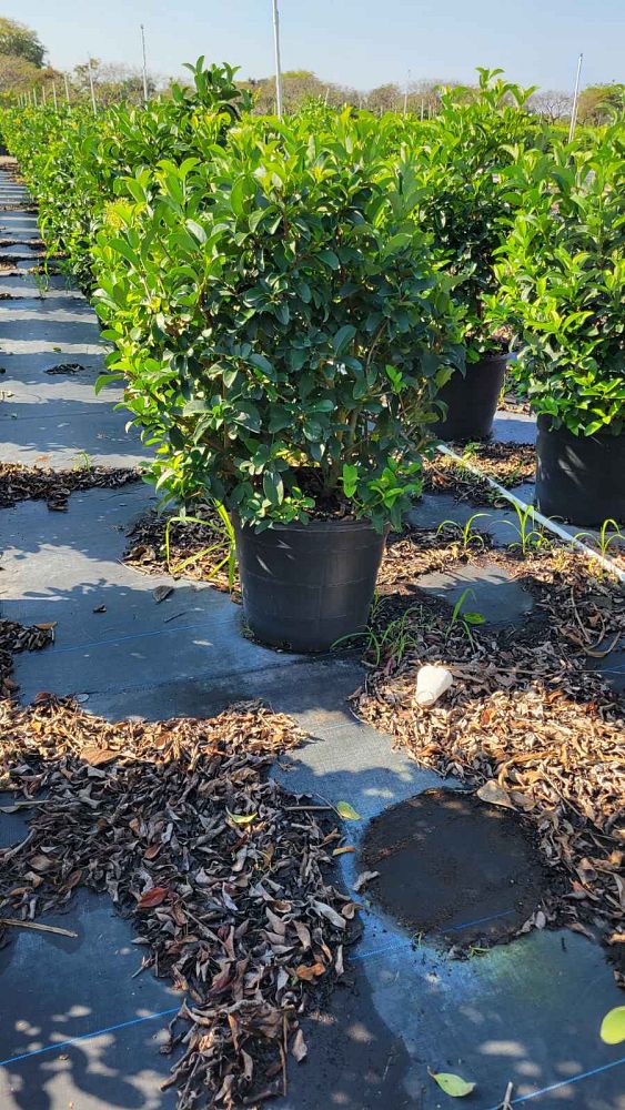 viburnum-odoratissimum-sweet-viburnum
