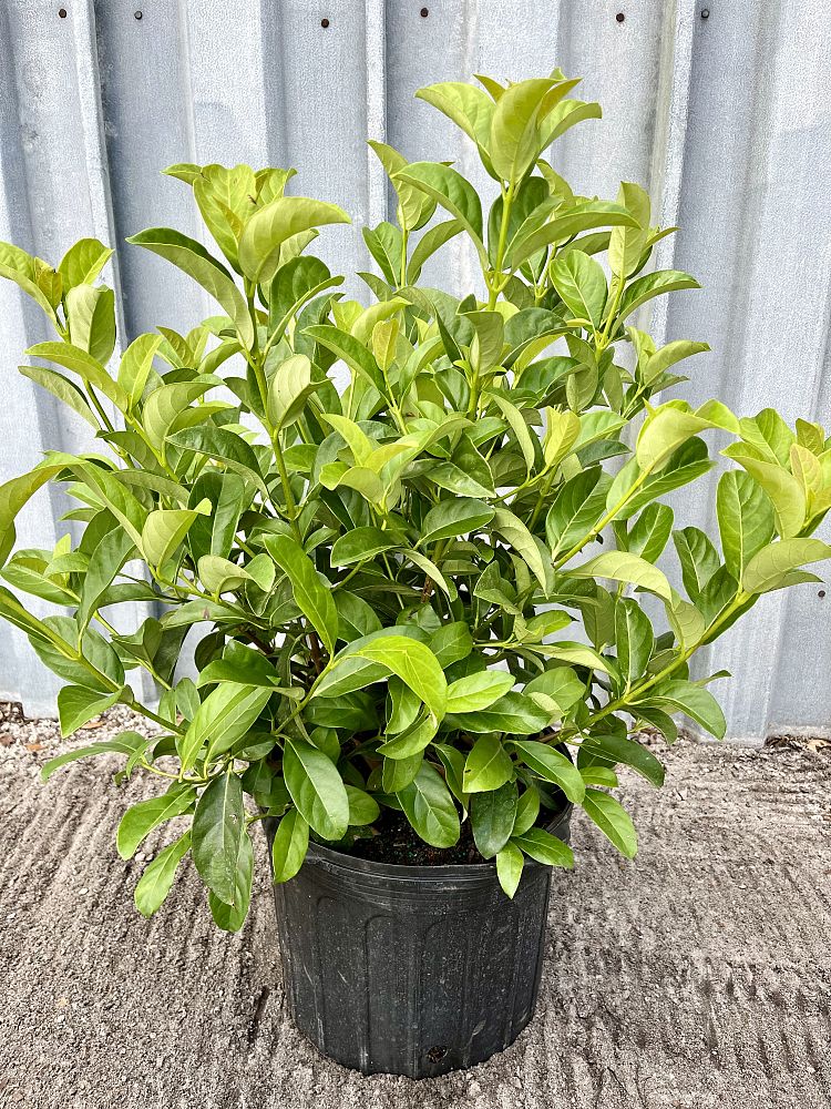 viburnum-odoratissimum-sweet-viburnum