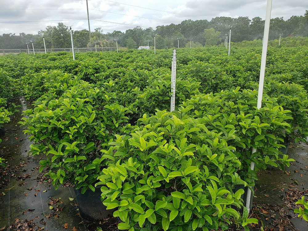 viburnum-odoratissimum-sweet-viburnum