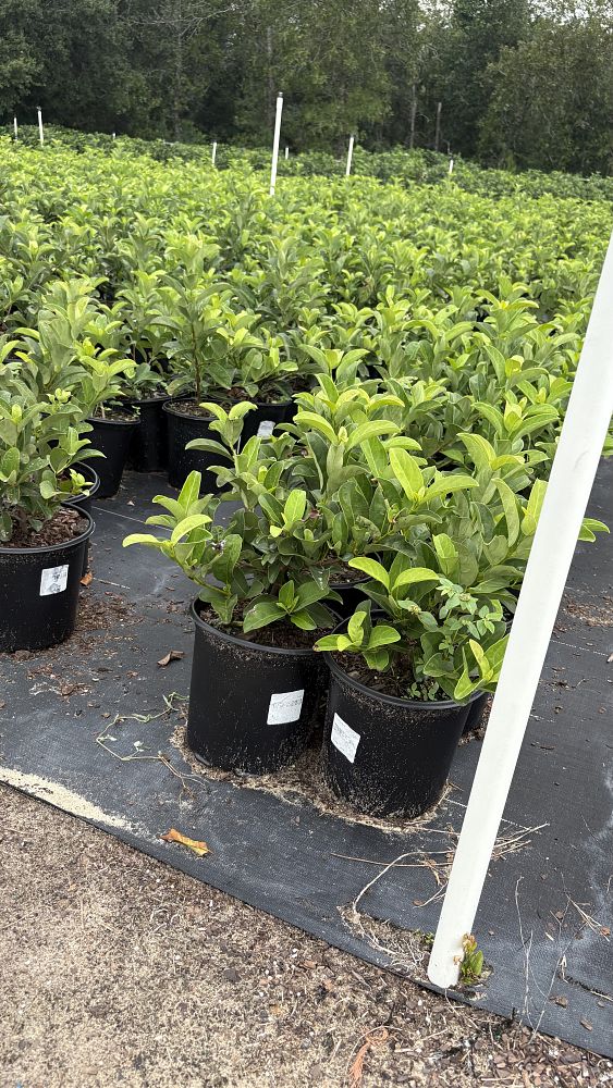 viburnum-odoratissimum-sweet-viburnum