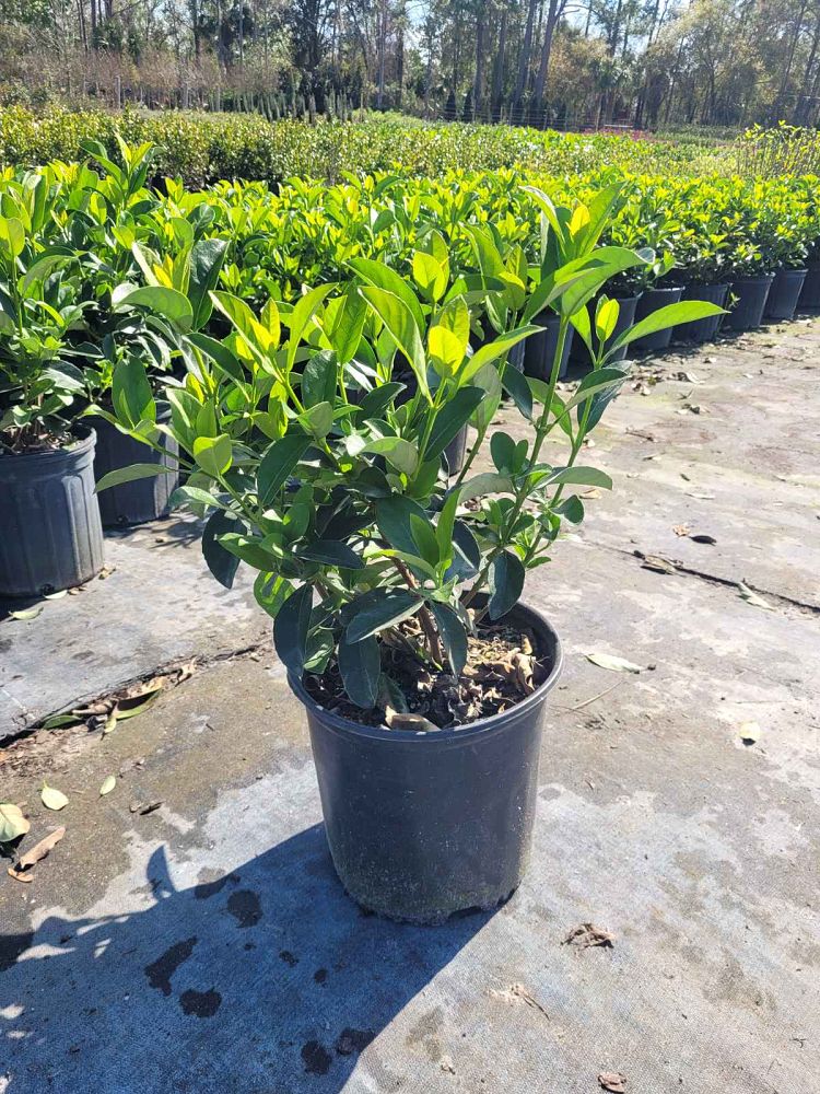 viburnum-odoratissimum-sweet-viburnum