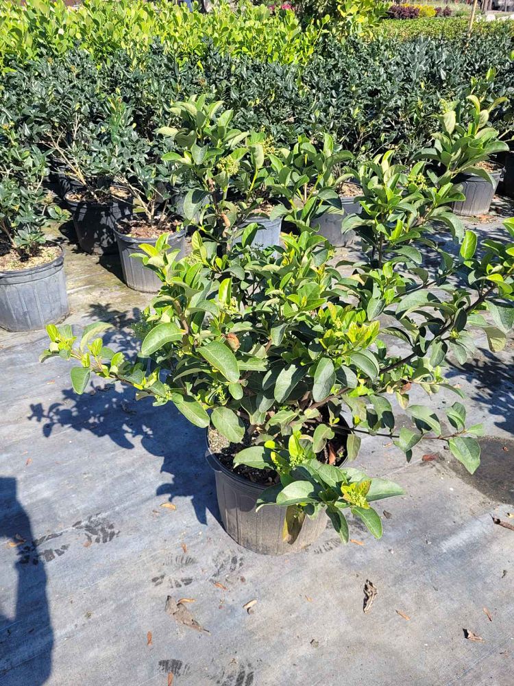 viburnum-odoratissimum-sweet-viburnum