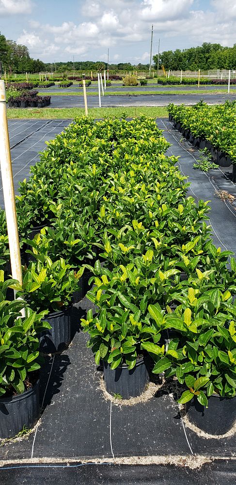 viburnum-odoratissimum-sweet-viburnum