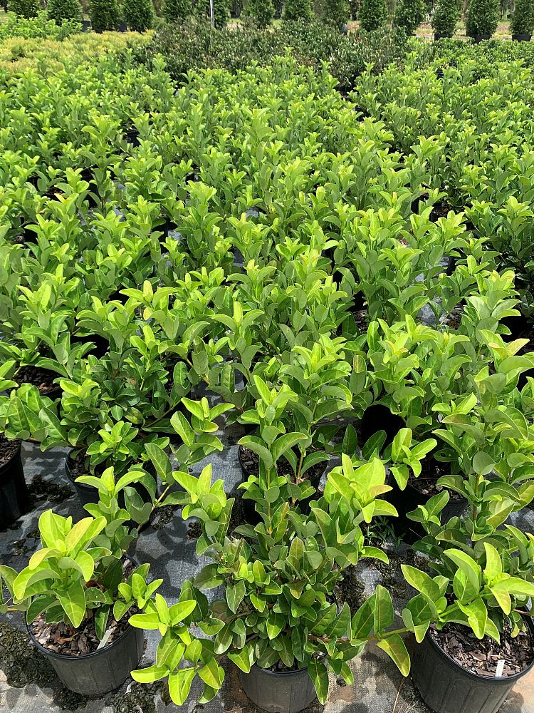 viburnum-odoratissimum-sweet-viburnum
