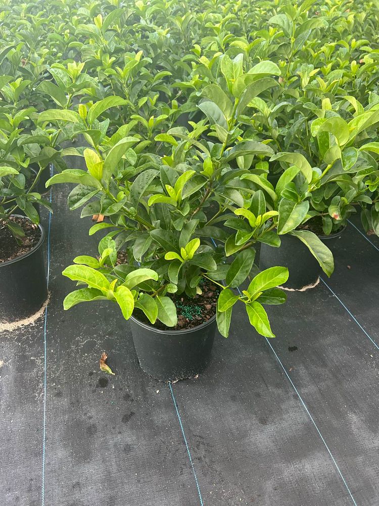 viburnum-odoratissimum-sweet-viburnum