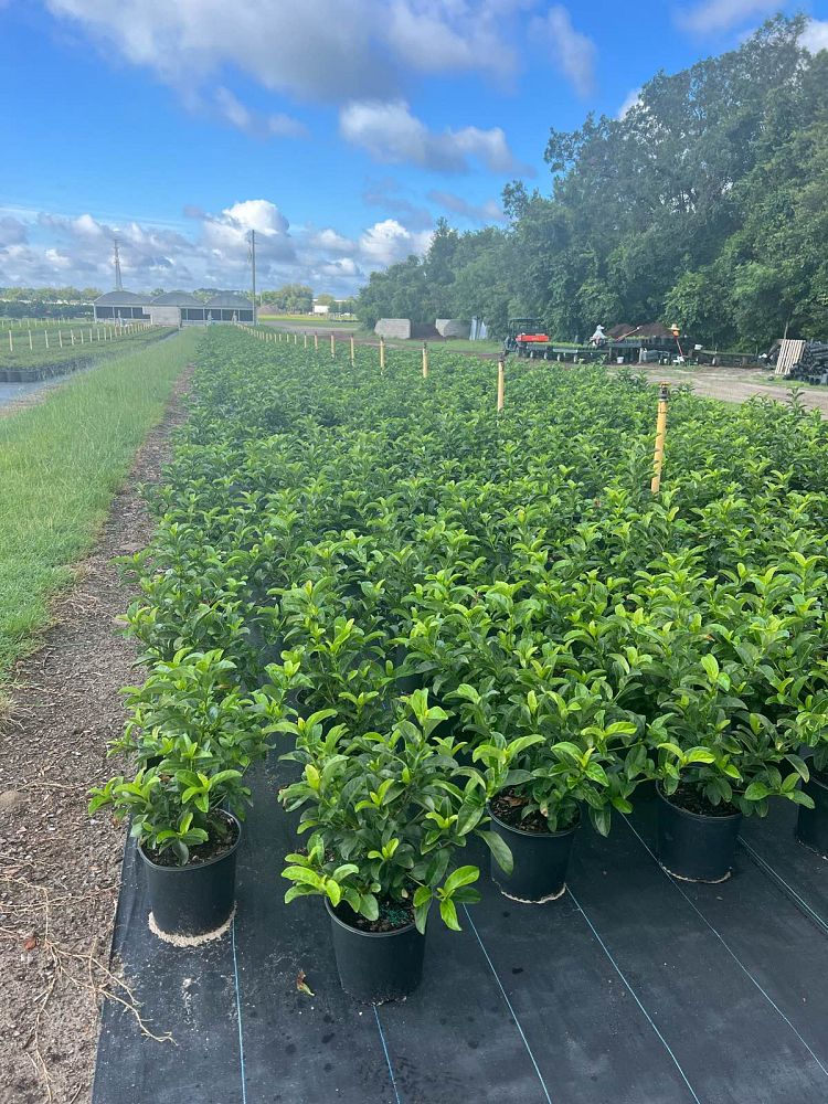 viburnum-odoratissimum-sweet-viburnum