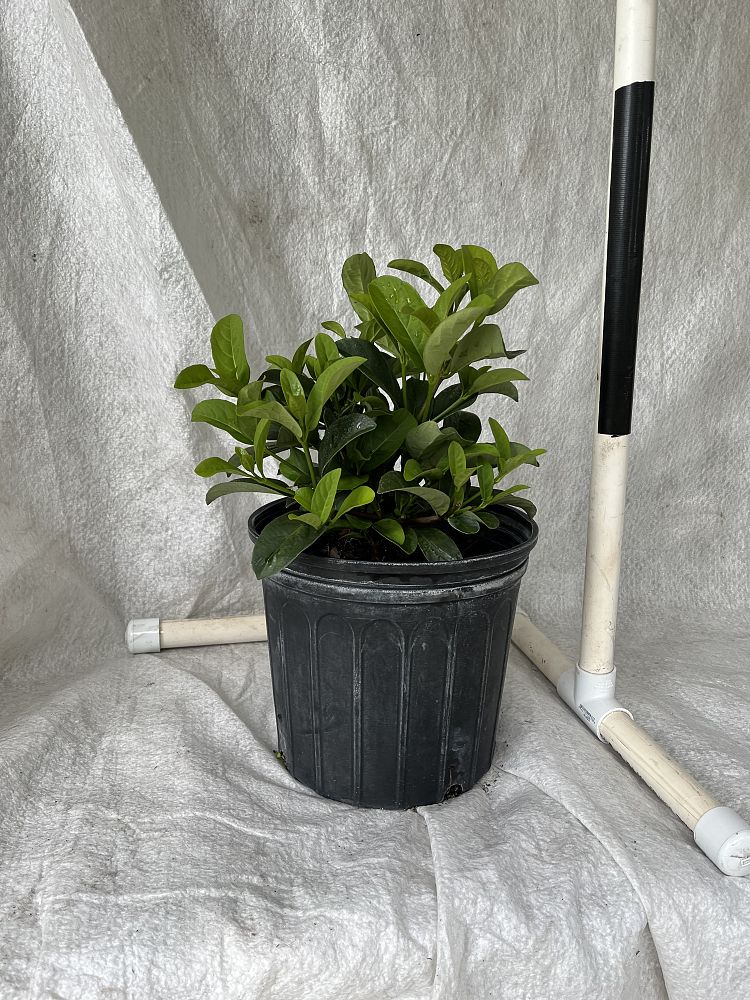 viburnum-odoratissimum-sweet-viburnum