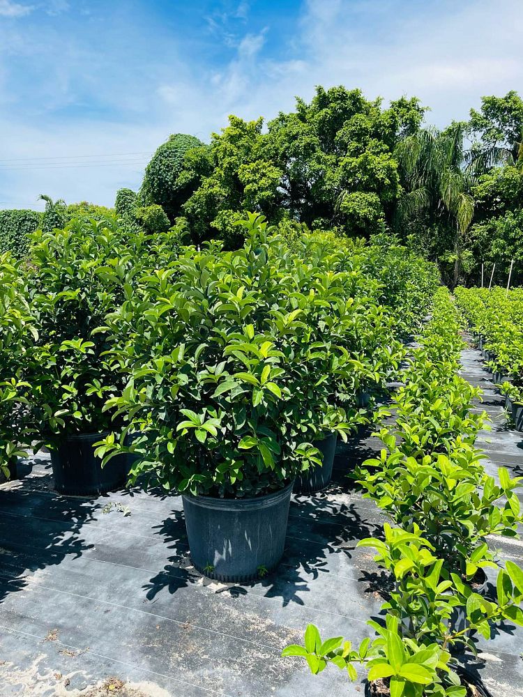 viburnum-odoratissimum-sweet-viburnum