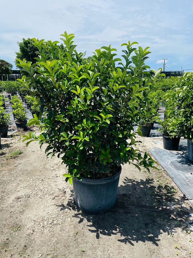 viburnum-odoratissimum-sweet-viburnum