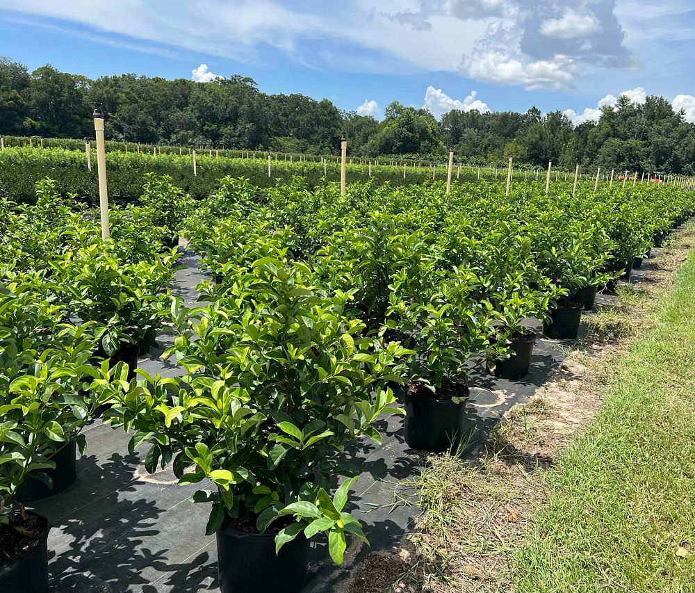 viburnum-odoratissimum-sweet-viburnum