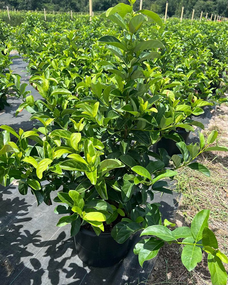 viburnum-odoratissimum-sweet-viburnum
