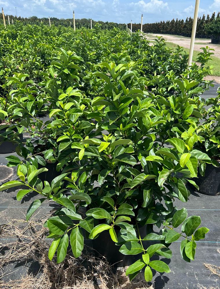 viburnum-odoratissimum-sweet-viburnum