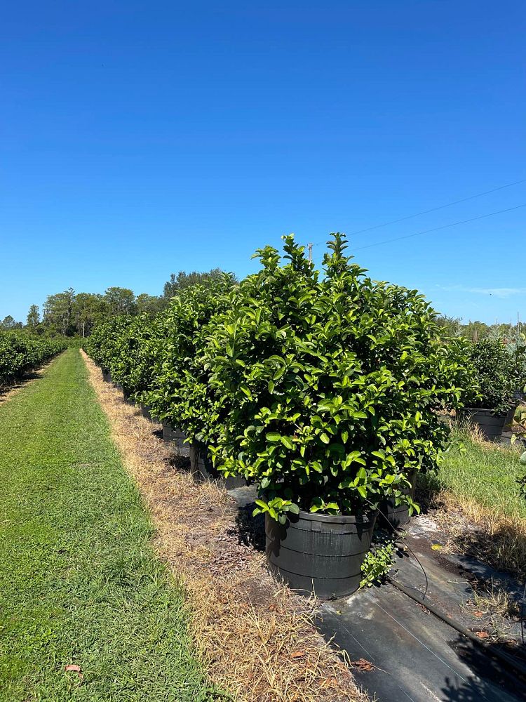 viburnum-odoratissimum-sweet-viburnum