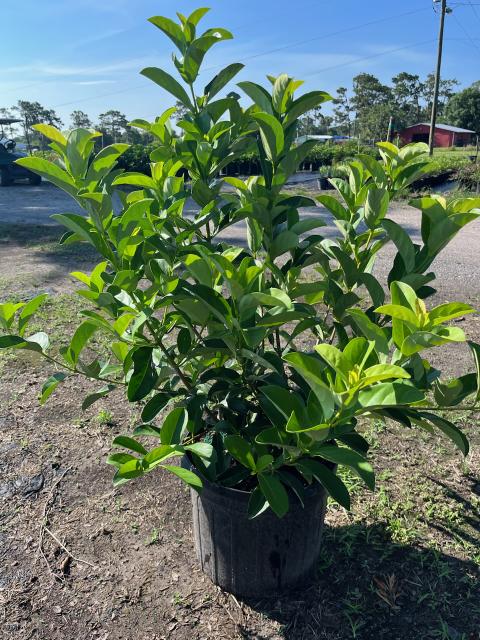 viburnum-odoratissimum-sweet-viburnum