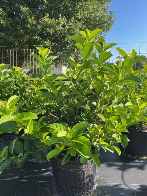 viburnum-odoratissimum-sweet-viburnum