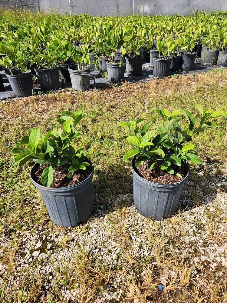 viburnum-odoratissimum-sweet-viburnum