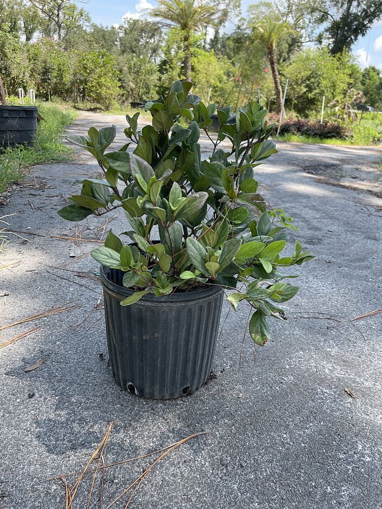 viburnum-odoratissimum-sweet-viburnum