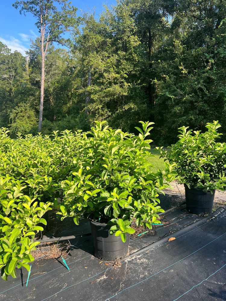 viburnum-odoratissimum-sweet-viburnum