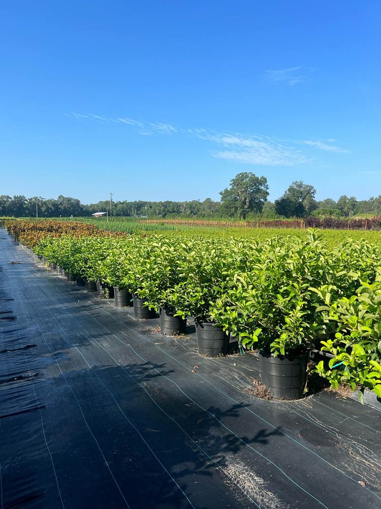 viburnum-odoratissimum-sweet-viburnum