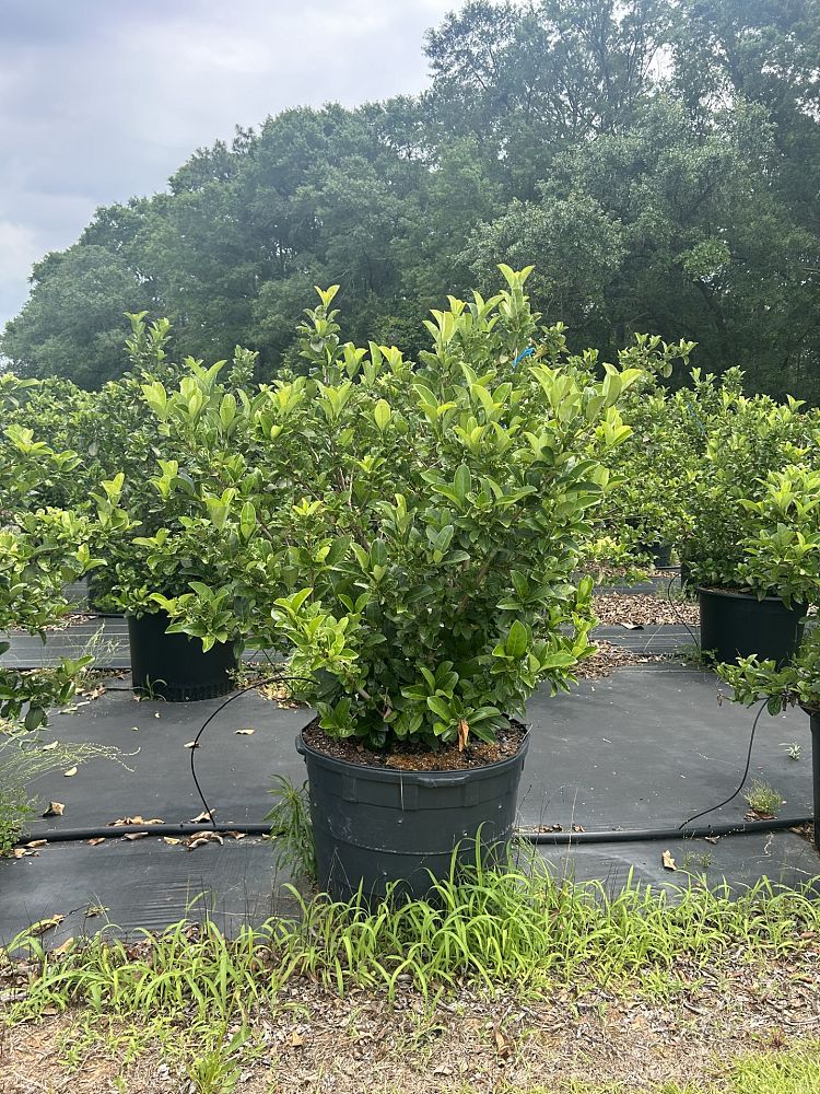 viburnum-odoratissimum-sweet-viburnum